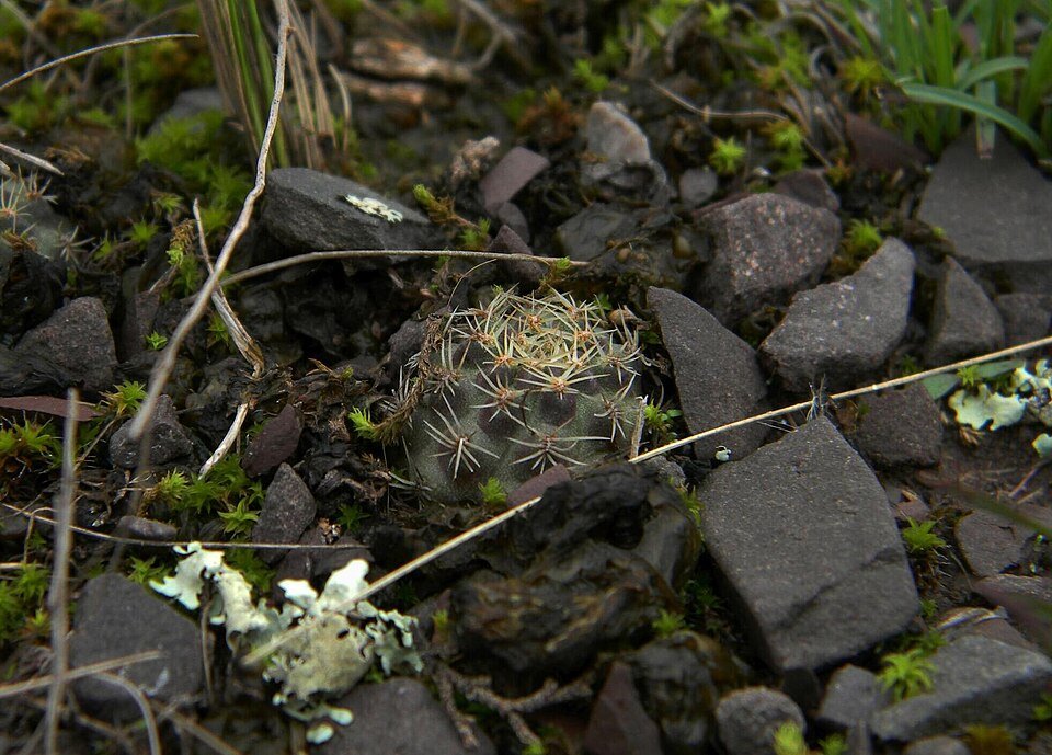 Aylostera nigricans cactus met donkergroene stekels en witte bloemen.