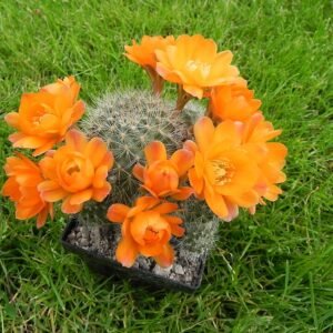 Aylostera pseudodeminuta cactus met groen lichaam en witte stekels.