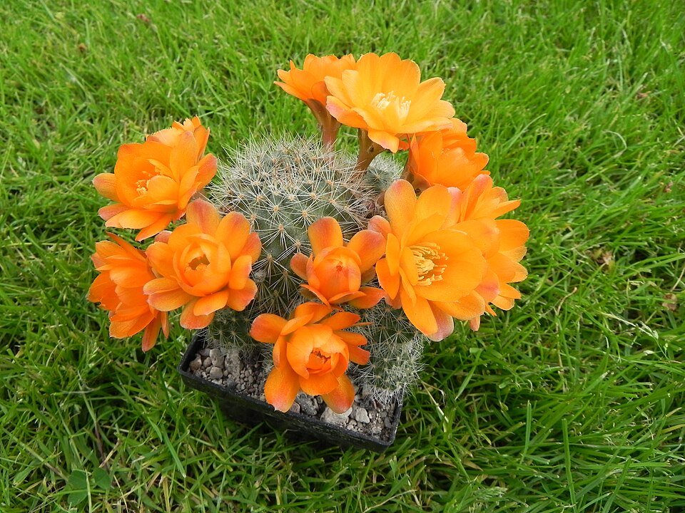 Aylostera pseudodeminuta cactus met groen lichaam en witte stekels.