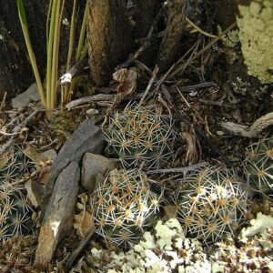 Small Aylostera pygmaea cactus with pink flowers and spines in a pot.