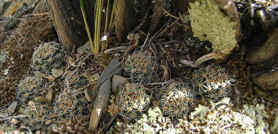 Small Aylostera pygmaea cactus with pink flowers and spines in a pot.
