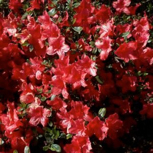 Azalea japonica bloemen in roze en wit.