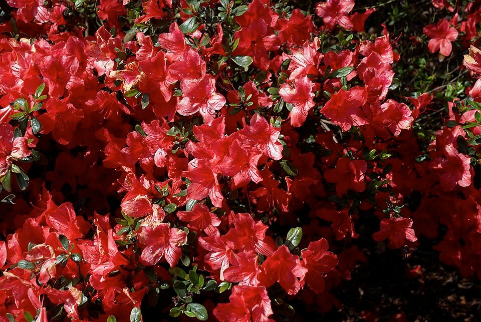 Azalea japonica bloemen in roze en wit.