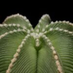 Zeldzame groene bolvormige Aztekium hintonii cactus met stekels.