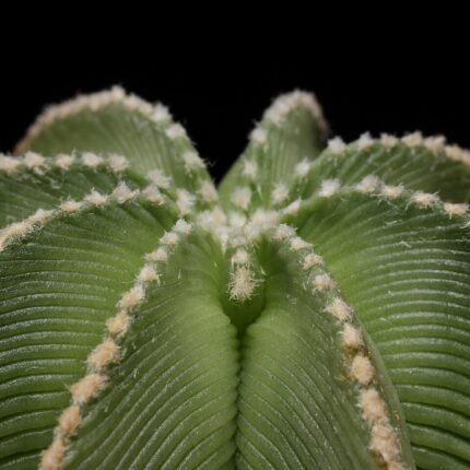 Zeldzame groene bolvormige Aztekium hintonii cactus met stekels.