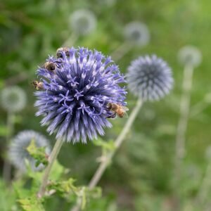 Kogeldistel bloem in blauw op natuurlijke achtergrond.
