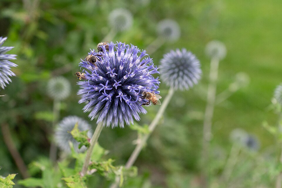 Kogeldistel bloem in blauw op natuurlijke achtergrond.