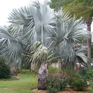 Een close-up van de blauwgroene bladeren van de Bismarckia nobilis plant.