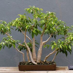 Ficus benjamina boom met groene bladeren in een natuurlijke omgeving.