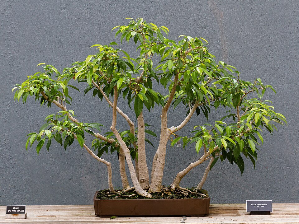 Ficus benjamina boom met groene bladeren in een natuurlijke omgeving.
