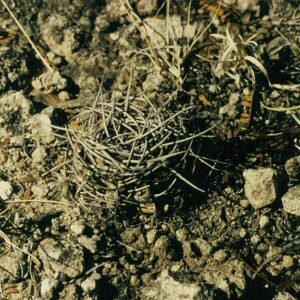Gymnocalycium castellanosii cactus met lichtgroene stam en roze bloemen in bloei.