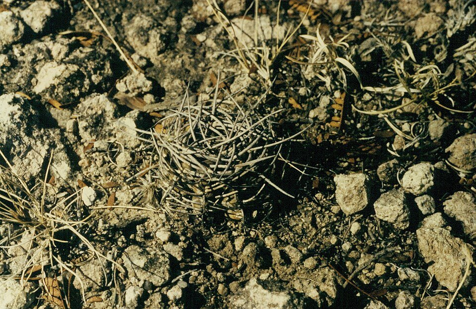 Gymnocalycium castellanosii cactus met lichtgroene stam en roze bloemen in bloei.