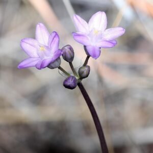 Dichelostemma capitatum bloemen in blauwe tinten, omgeven door groen landschap.