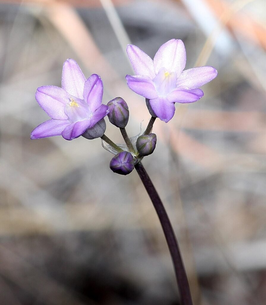 Dichelostemma capitatum bloemen in blauwe tinten, omgeven door groen landschap.