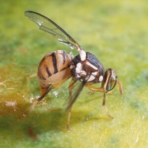 Bactrocera dorsalis op groen blad, winterhard ras.