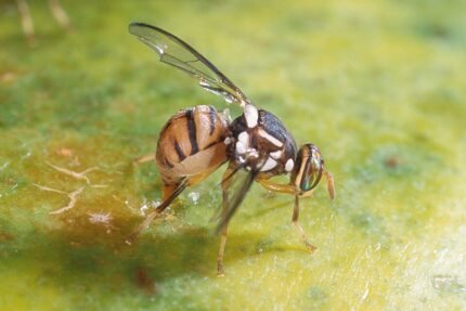 Bactrocera dorsalis op groen blad, winterhard ras.
