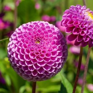 Roze Pompon Dahlia bloem in Bad Herrenalb Kurpark tijdens LGS 2017.