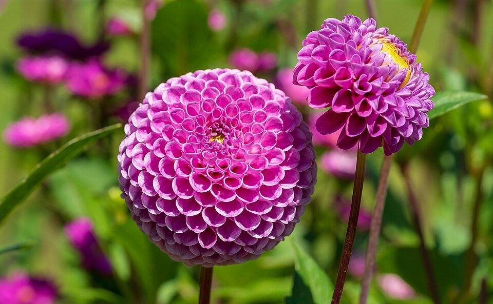 Roze Pompon Dahlia bloem in Bad Herrenalb Kurpark tijdens LGS 2017.