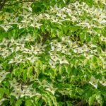 Bloeiende Kousa Dogwood boom in Salinenpark, Bad Rappenau, Mustergarten.