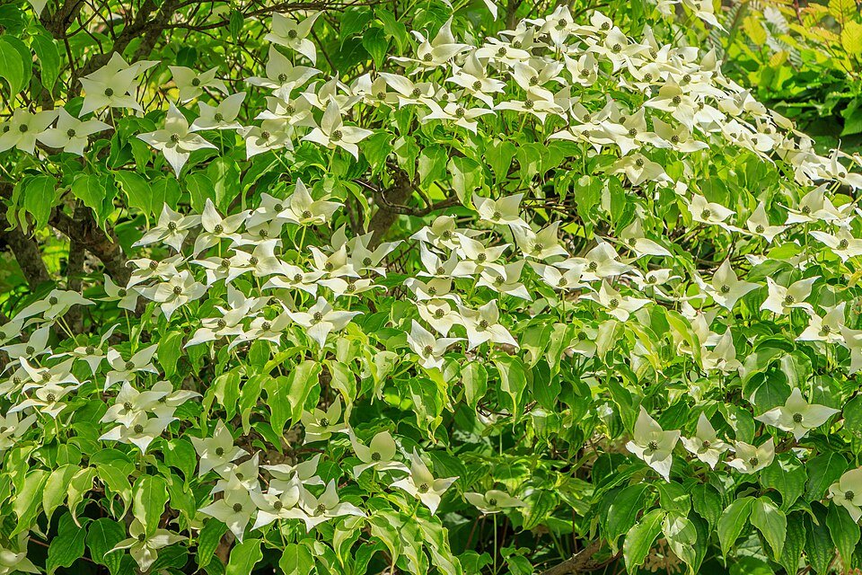 Bloeiende Kousa Dogwood boom in Salinenpark, Bad Rappenau, Mustergarten.