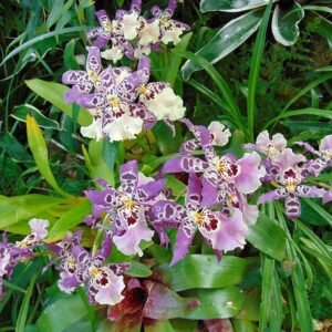 Clownachtig katoen snoep in kleurrijk Bakerara-design.