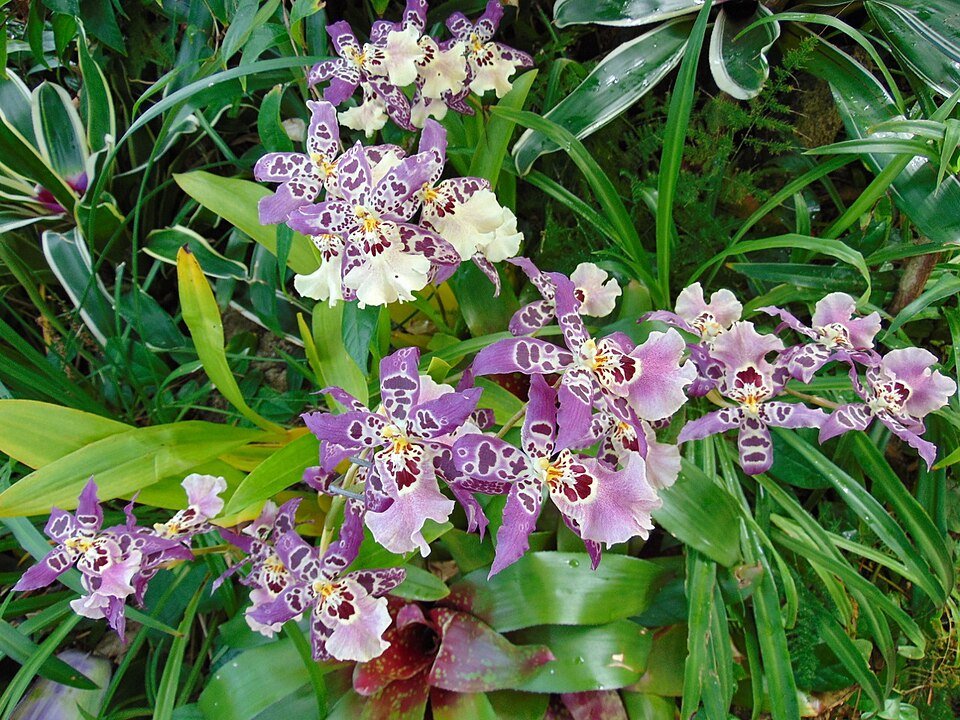 Clownachtig katoen snoep in kleurrijk Bakerara-design.