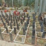 Matucana intertexta cactus met helder paarse bloemen in Botanische Tuin Balchik.