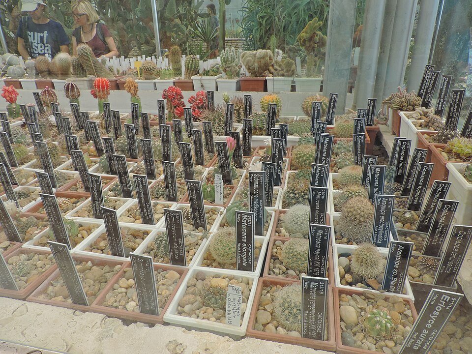 Matucana intertexta cactus met helder paarse bloemen in Botanische Tuin Balchik.