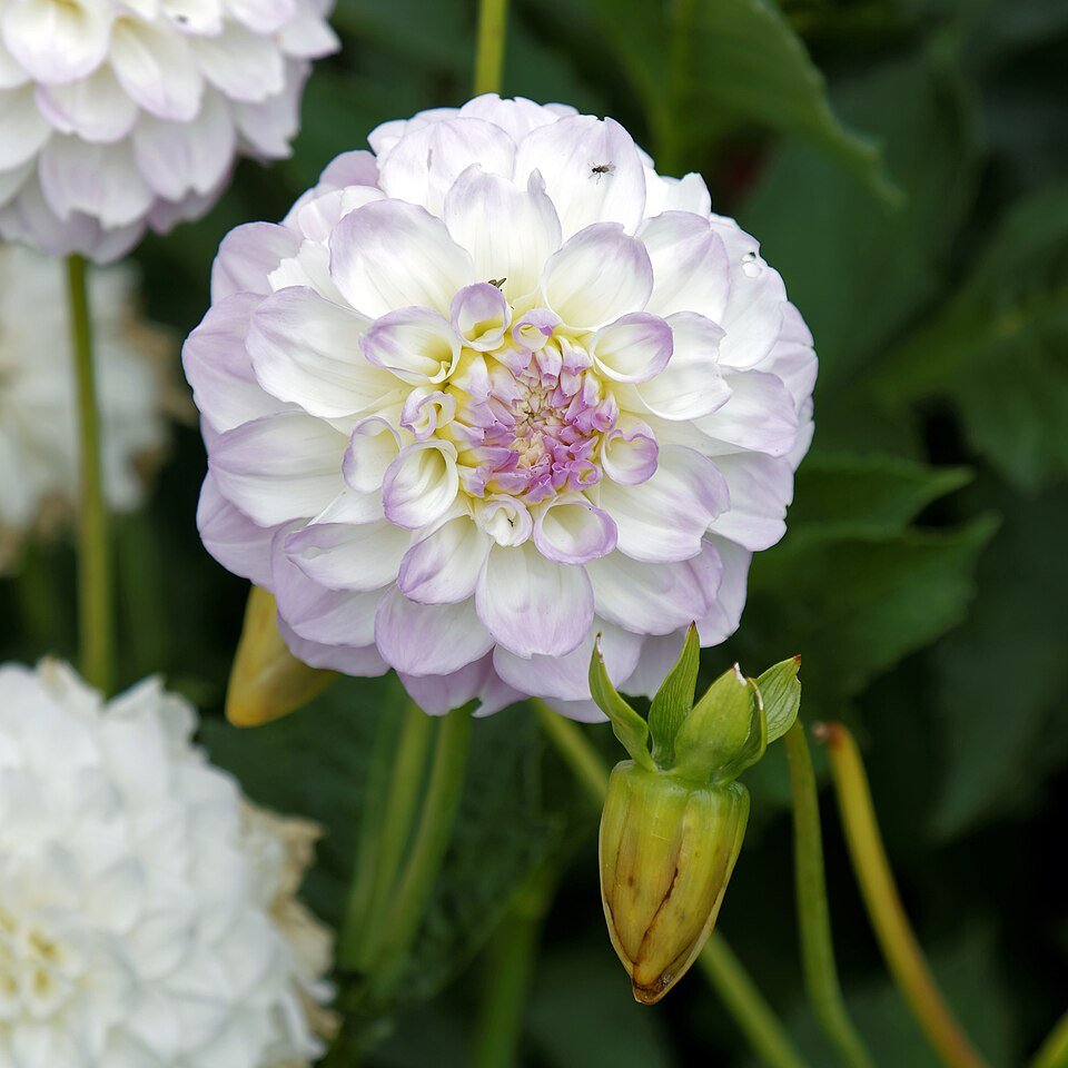 Dahlia bloem in balvorm, roze en wit.