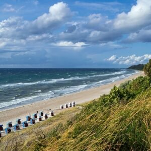 Zwarte populier boom in winterharde omgeving.