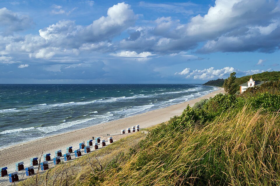 Zwarte populier boom in winterharde omgeving.