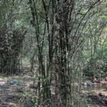 Bamboebos met groene stengels en bladeren.