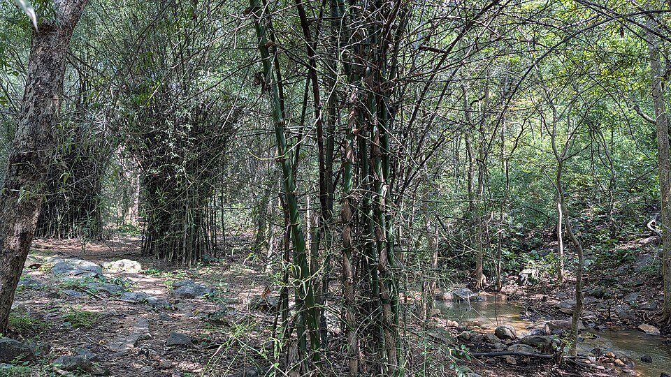 Bamboebos met groene stengels en bladeren.