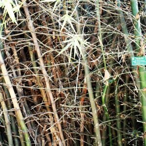 Bambusa plant in close-up view, green leaves and stems.