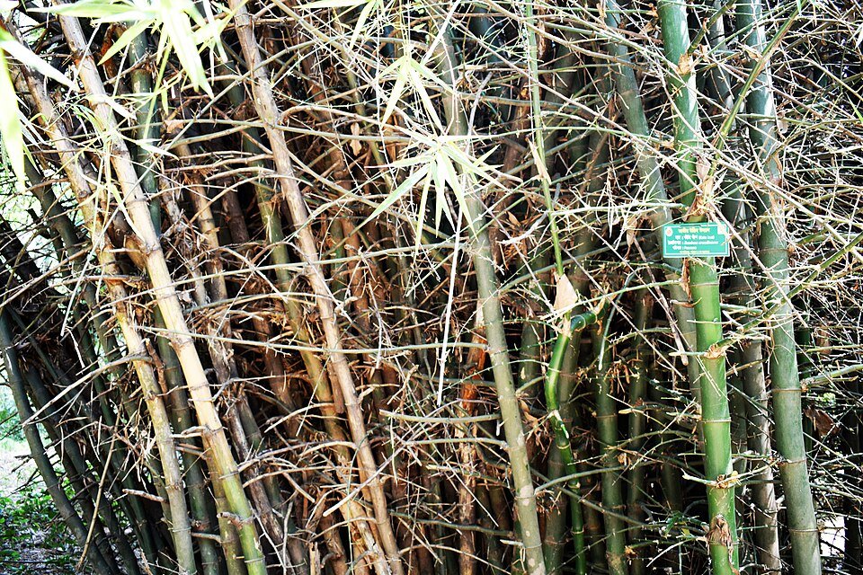 Bambusa plant in close-up view, green leaves and stems.
