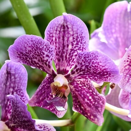Ban Ki-Moon orchideebloem in Singapore met mooie bloemblaadjes en levendige kleuren.
