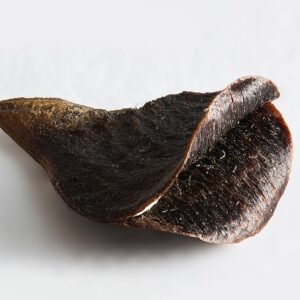 Banksia marginata zaden in close-up op een witte achtergrond.