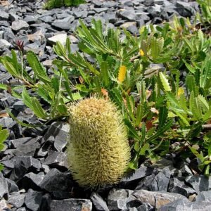 Dwergpossum Banksia plant met grijsgroene bladeren en felgele bloemtrossen.