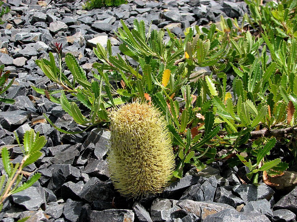 Dwergpossum Banksia plant met grijsgroene bladeren en felgele bloemtrossen.