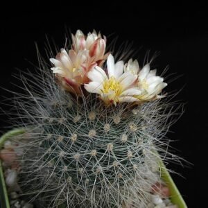 Pediocactus paradinei, groene cactus met lange, scherpe doornen.