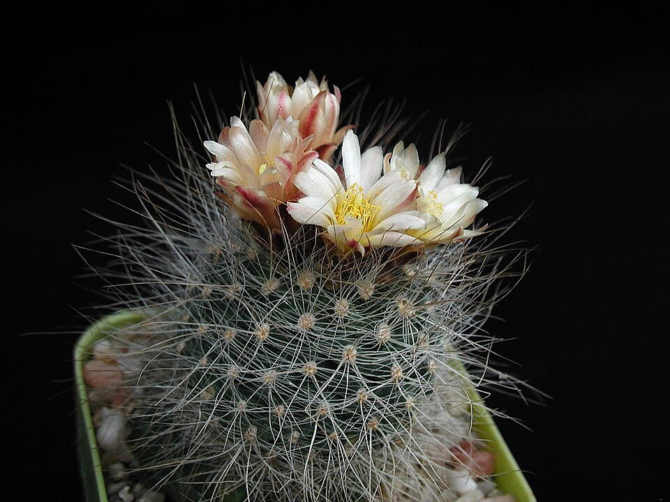 Pediocactus paradinei, groene cactus met lange, scherpe doornen.