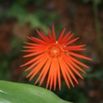 Gerbera bloem in heldere kleuren op een groene achtergrond.