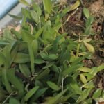 Bloeiende Barbosella miersii orchidee tegen donkere achtergrond.