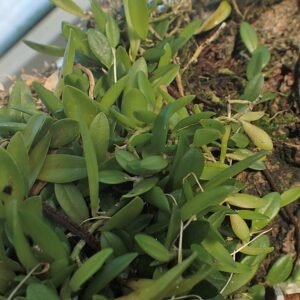 Bloeiende Barbosella miersii orchidee tegen donkere achtergrond.