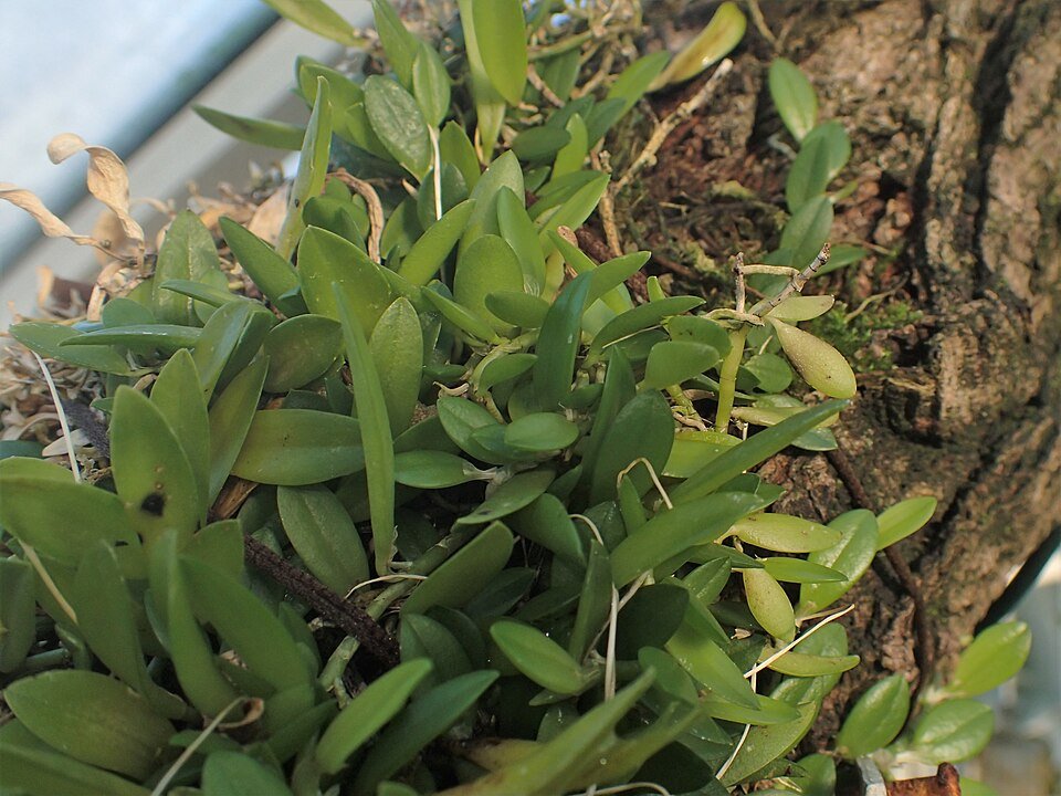 Bloeiende Barbosella miersii orchidee tegen donkere achtergrond.