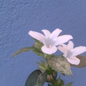 Witte Barleria bloem met groene bladeren op een heldere achtergrond.