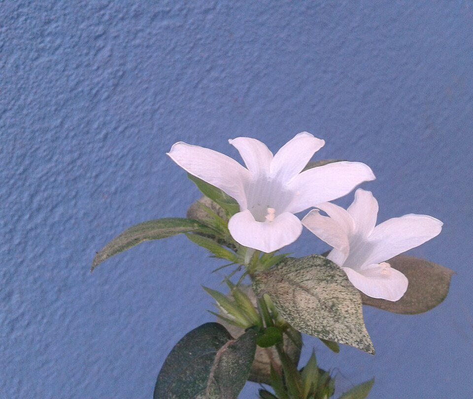 Witte Barleria bloem met groene bladeren op een heldere achtergrond.