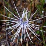 Bartholina burmanniana Spider Orchid in schaduw met witte bloemblaadjes.