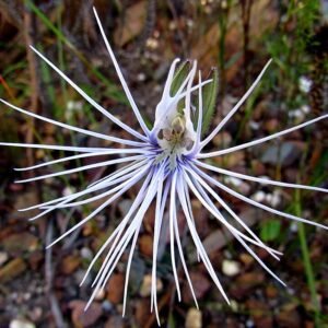 Bartholina burmanniana Spider Orchid in schaduw met witte bloemblaadjes.