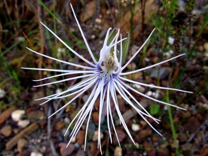 Bartholina burmanniana Spider Orchid in schaduw met witte bloemblaadjes.